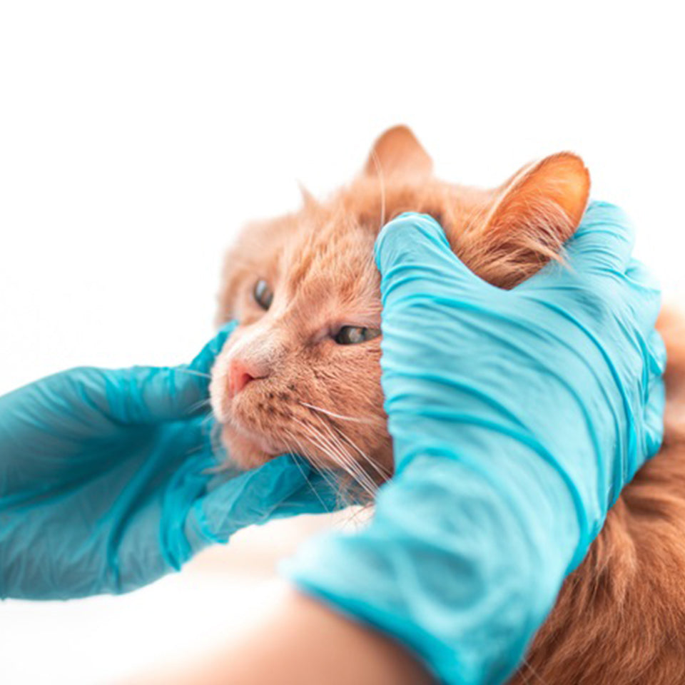 Anemia in Cats