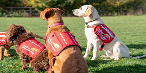 Could dogs detect Covid-19 soon?