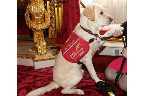 Can dogs detect cancer?