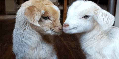 Reducing transmission risk of livestock disease: