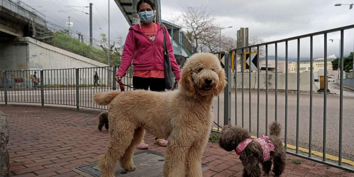 CORONA VIRUS AND PETS: FACTS FOR OWNERS