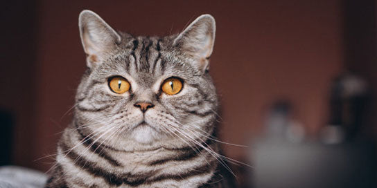 Feeding indoor cats just once a day could improve health: