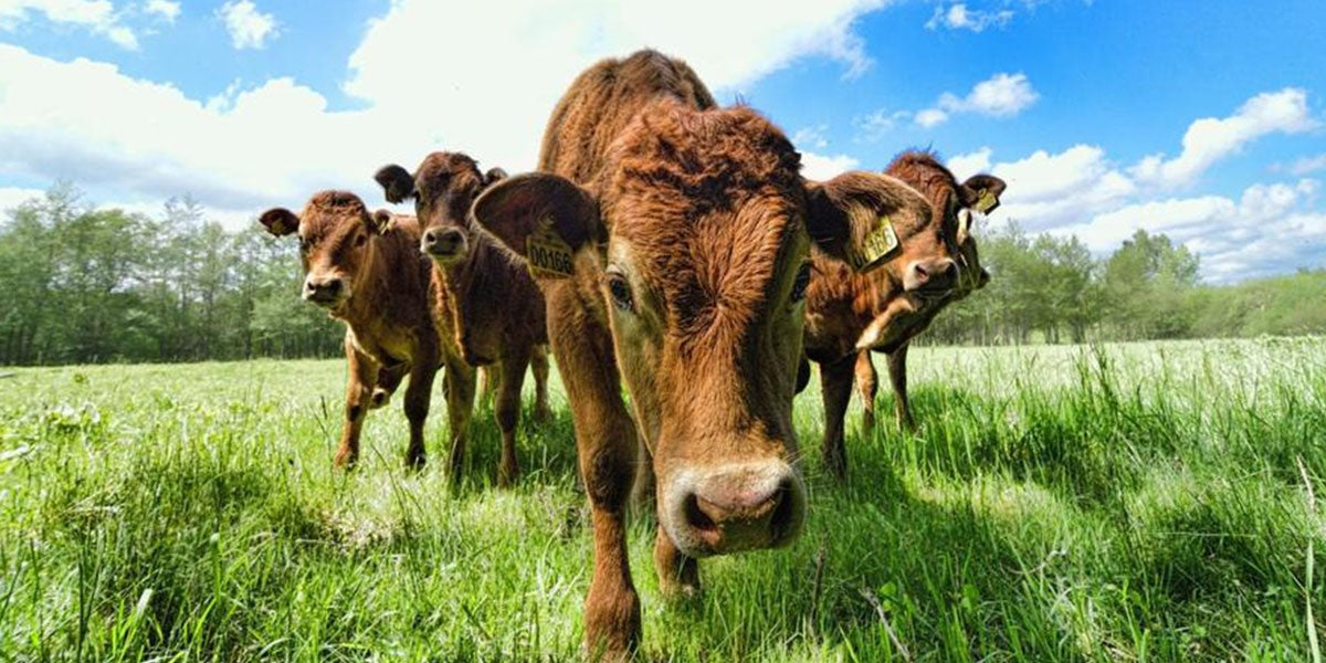 'Antibiotic resistance in farm animals is rising fast'