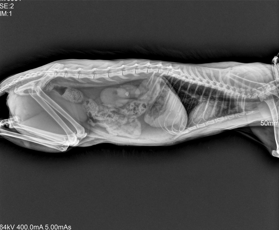 ARTEMIS-17W Wireless X-RAY Flat Panel Detector