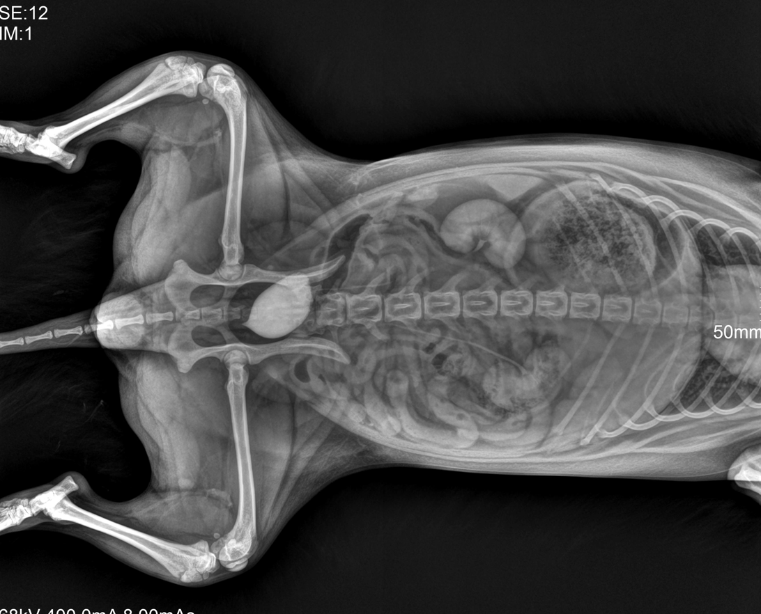 ARTEMIS-17W Wireless X-RAY Flat Panel Detector