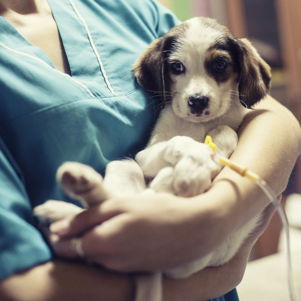 Canine Parvovirus: All You Need to Know