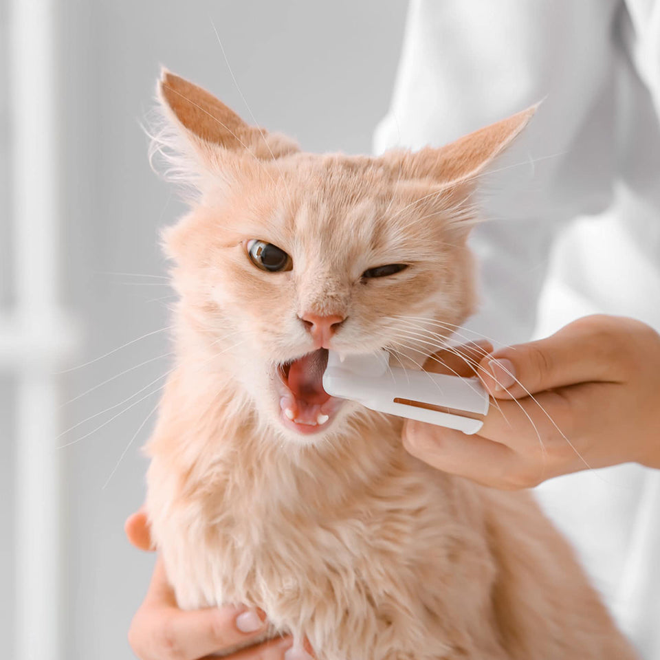 The Importance of Dental Health for Your Pets