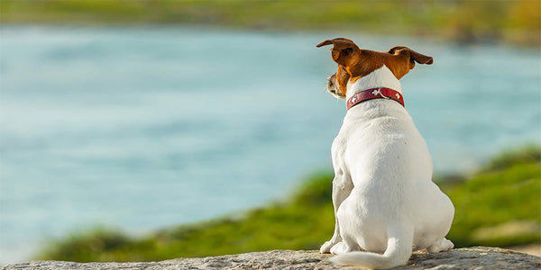Urban dogs are more fearful than their cousins from the country: