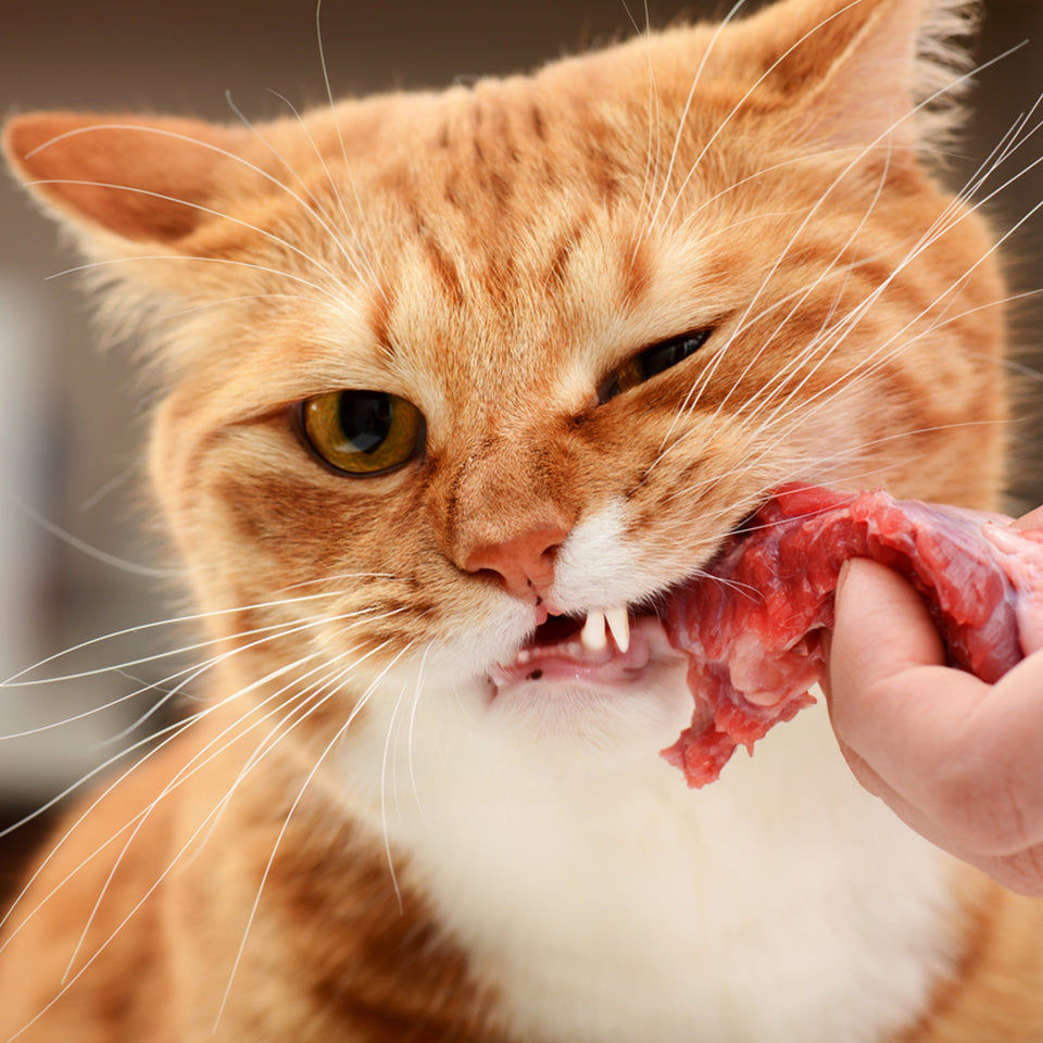 Why Do Cats Need Animal Proteins?