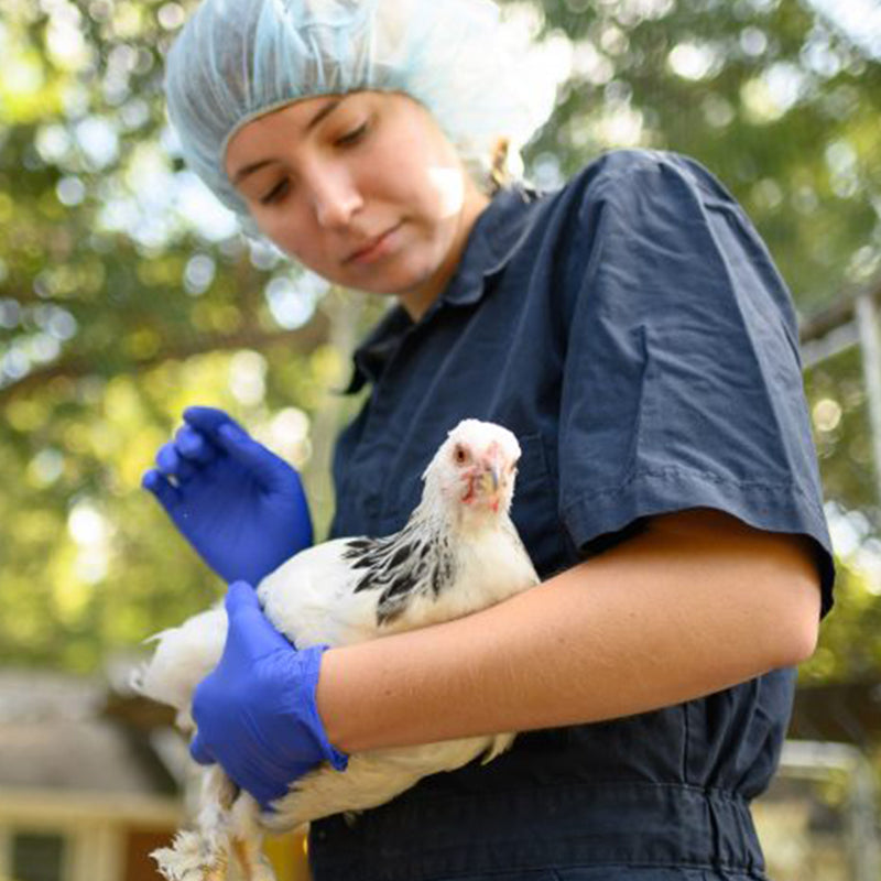 Do Veterinarians Have a Moral Obligation To Be Vegan