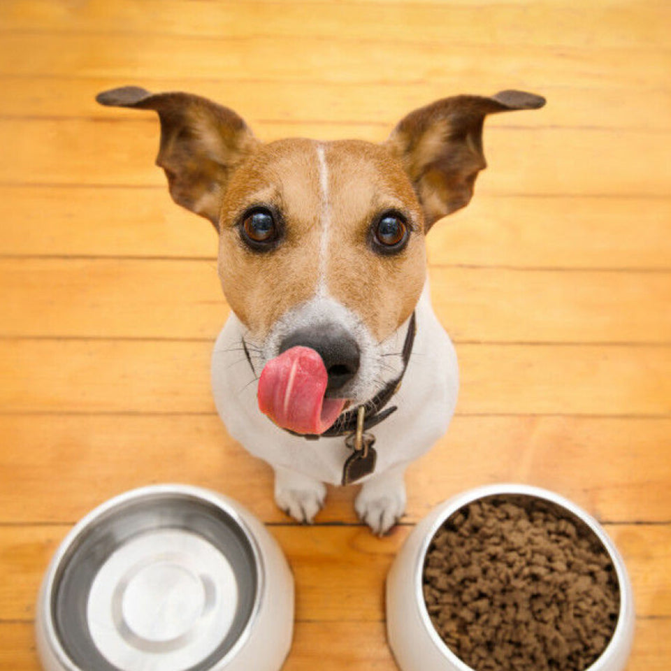 Why High Quality Pet Food Matters