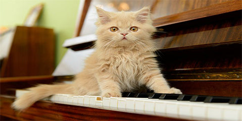 What’s the best music for reducing cats stress levels?