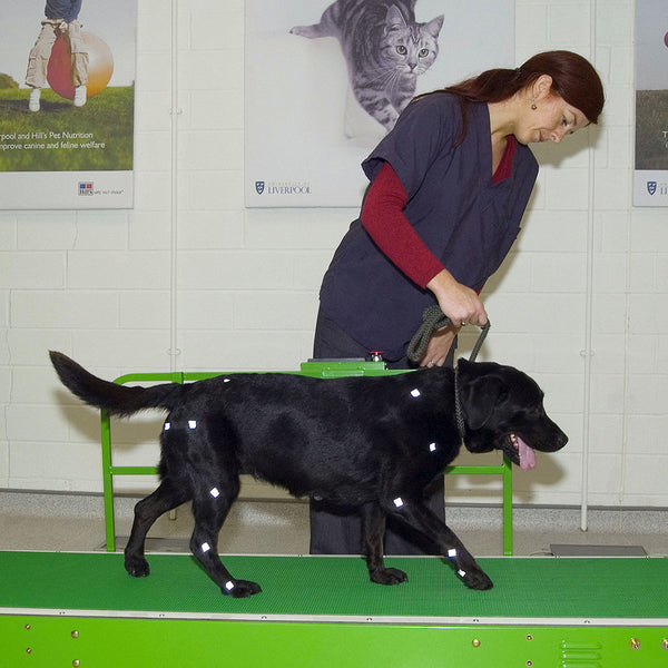 What is canine arthritis? What can be done?
