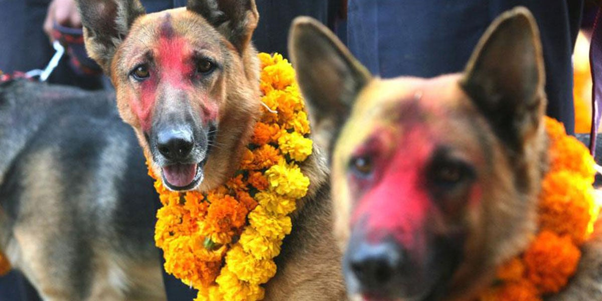 In Nepal, Diwali is a time to worship the dogs, in the Festival of lights!