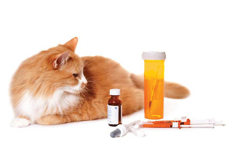 Diabetes can be detected in gut of cats: