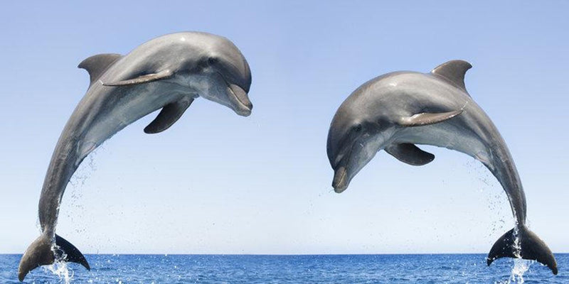 Are most dolphins 'right-handed’ too like us?