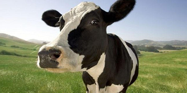 Stand out from the herd: How cows communicate through their lives: