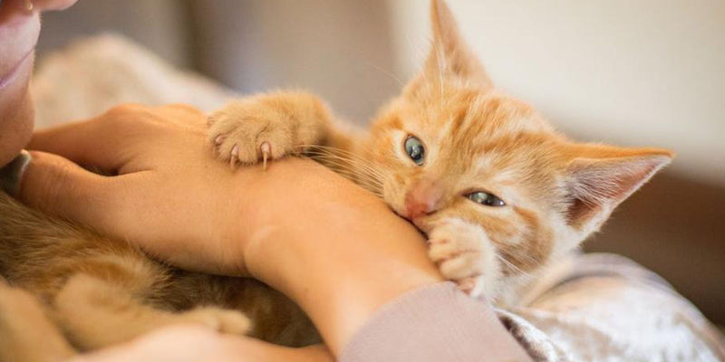 Cat scratch fever: What you should know