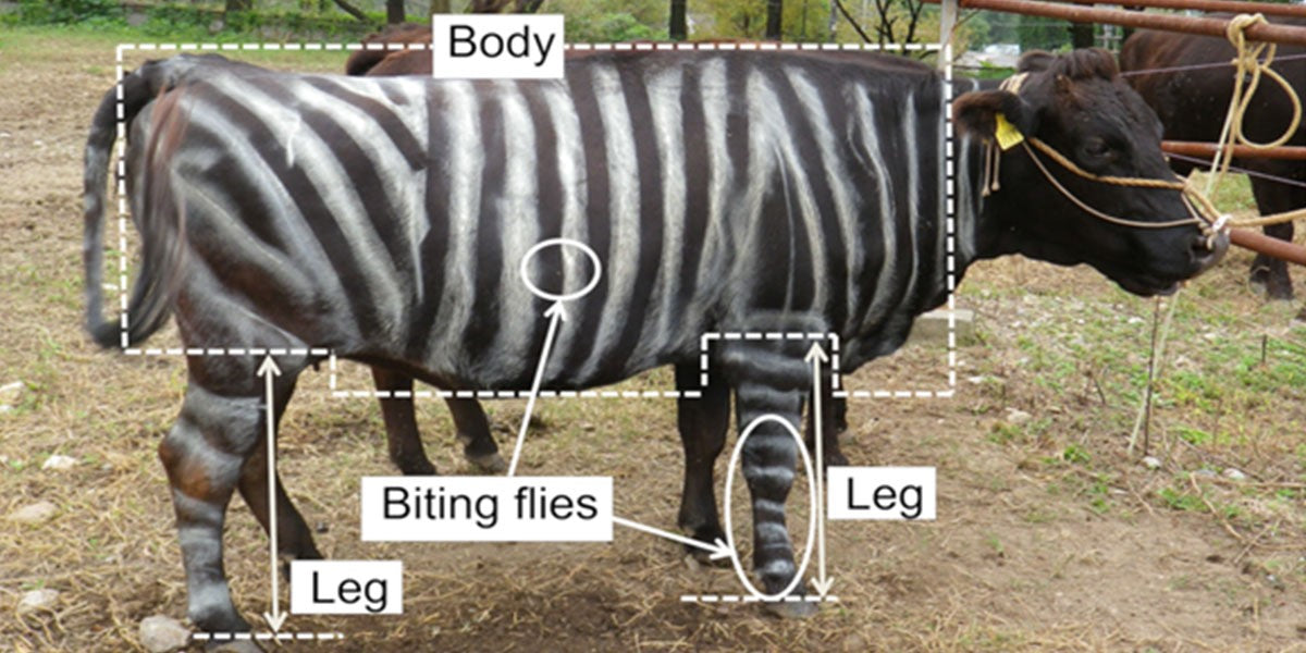 Painting a cow to look something like a zebra has been found to reduce fly bites by 50%.