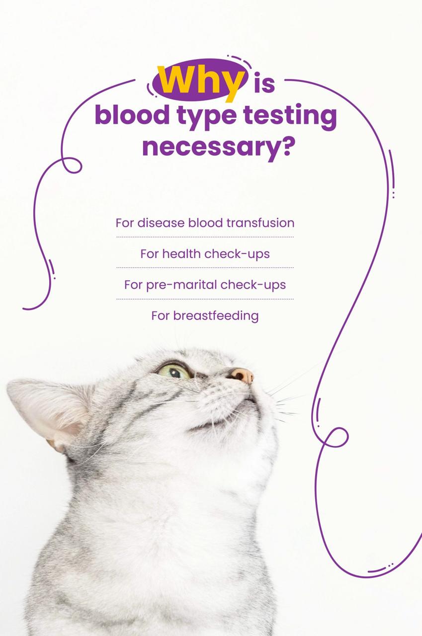 Neovet Dx Blood Typing